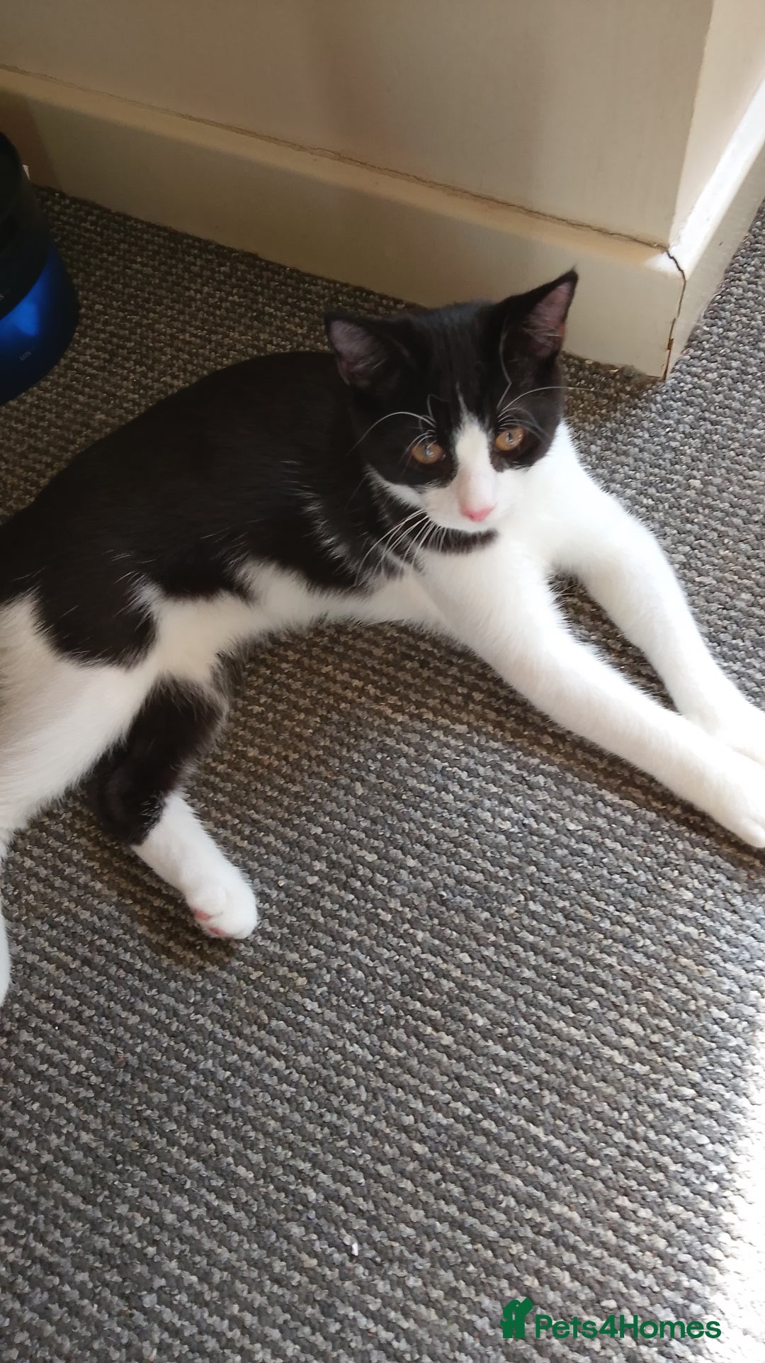 Mixed Breed cats for sale: One little tuxedo 🥰 - Image 9