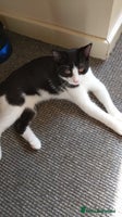 Mixed Breed cats - Advert 14