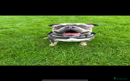 American Bully dogs for stud: ABKC registered blue tri for stud - Image 4