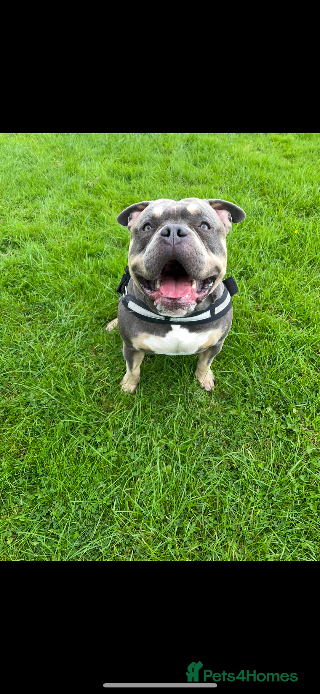 American Bully dogs for stud: ABKC registered blue tri for stud - Image 4