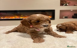 Cavapoo dogs for sale: Outstanding F1B Cavapoo puppies - Image 18