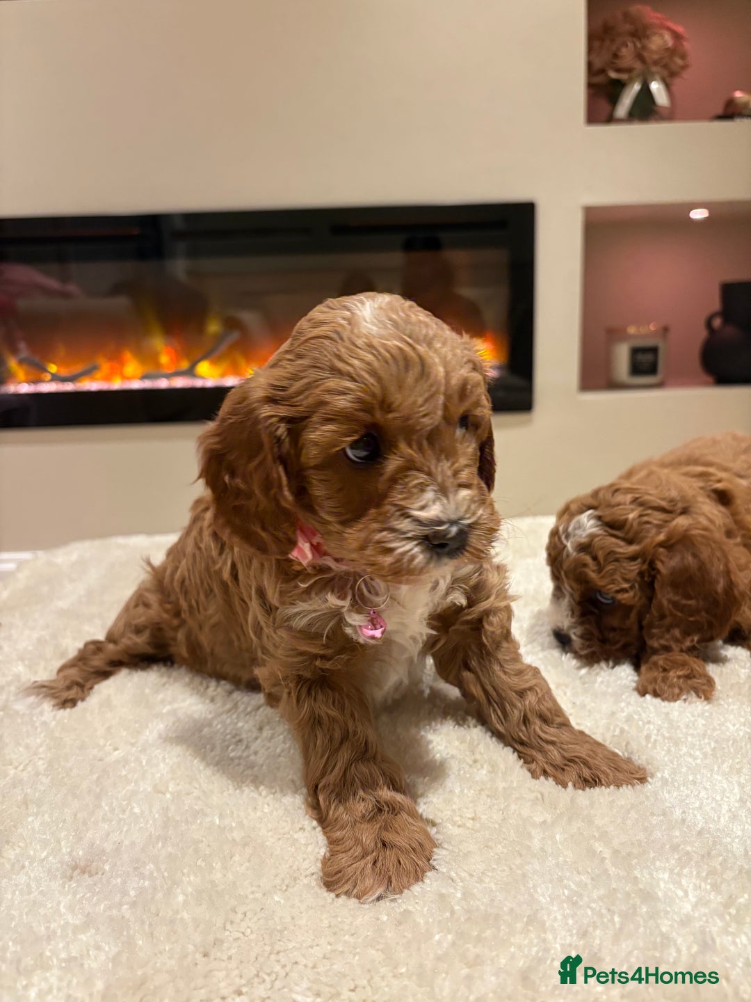 Cavapoo dogs for sale: Outstanding F1B Cavapoo puppies - Image 18