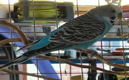 Budgerigars birds for sale: Boy budgies  - Image 1