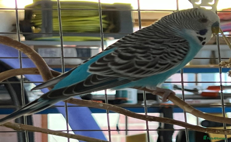 Budgerigars birds - Advert 7