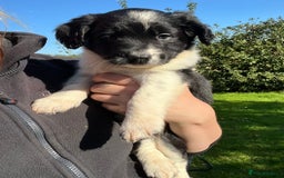 Mixed Breed dogs for sale: ⚫️ Well-natured, healthy Sprollies ⚪️ - Image 8
