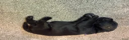 Labrador Retriever dogs for sale: BEAUTIFUL BIG BONED BLACK SHOW TYPE LABRADORS - Advert 3