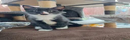 Mixed Breed cats for sale: Beautiful black long hair kittens  in Louth - Advert 5