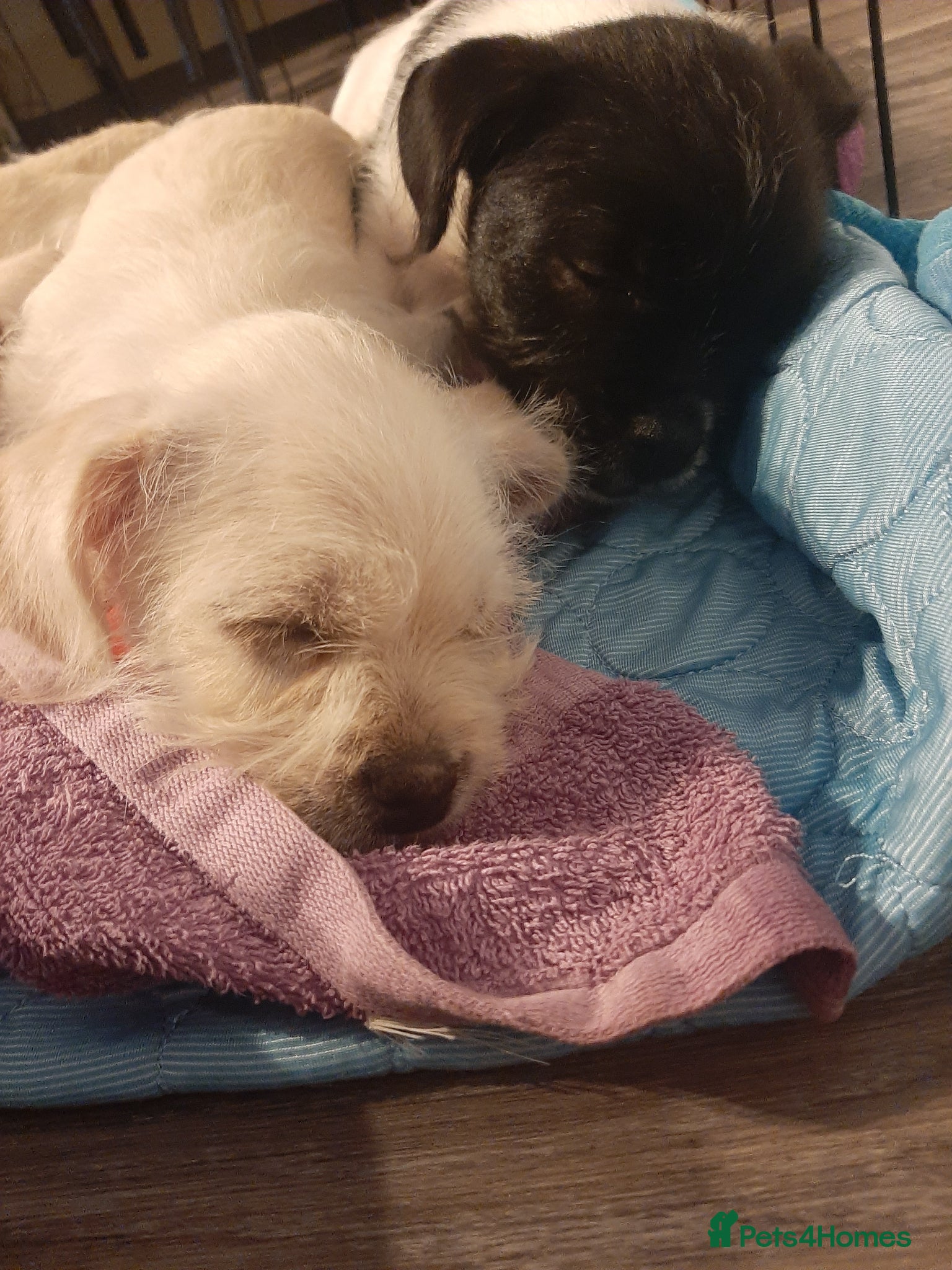 Mixed Breed dogs **2 girls and 1 boy left** - Advert 2