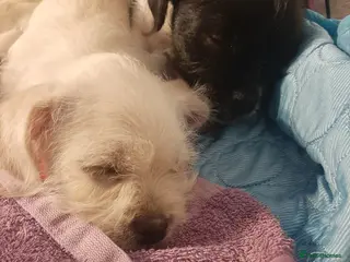 Mixed Breed dogs **2 girls and 1 boy left** - Advert 2