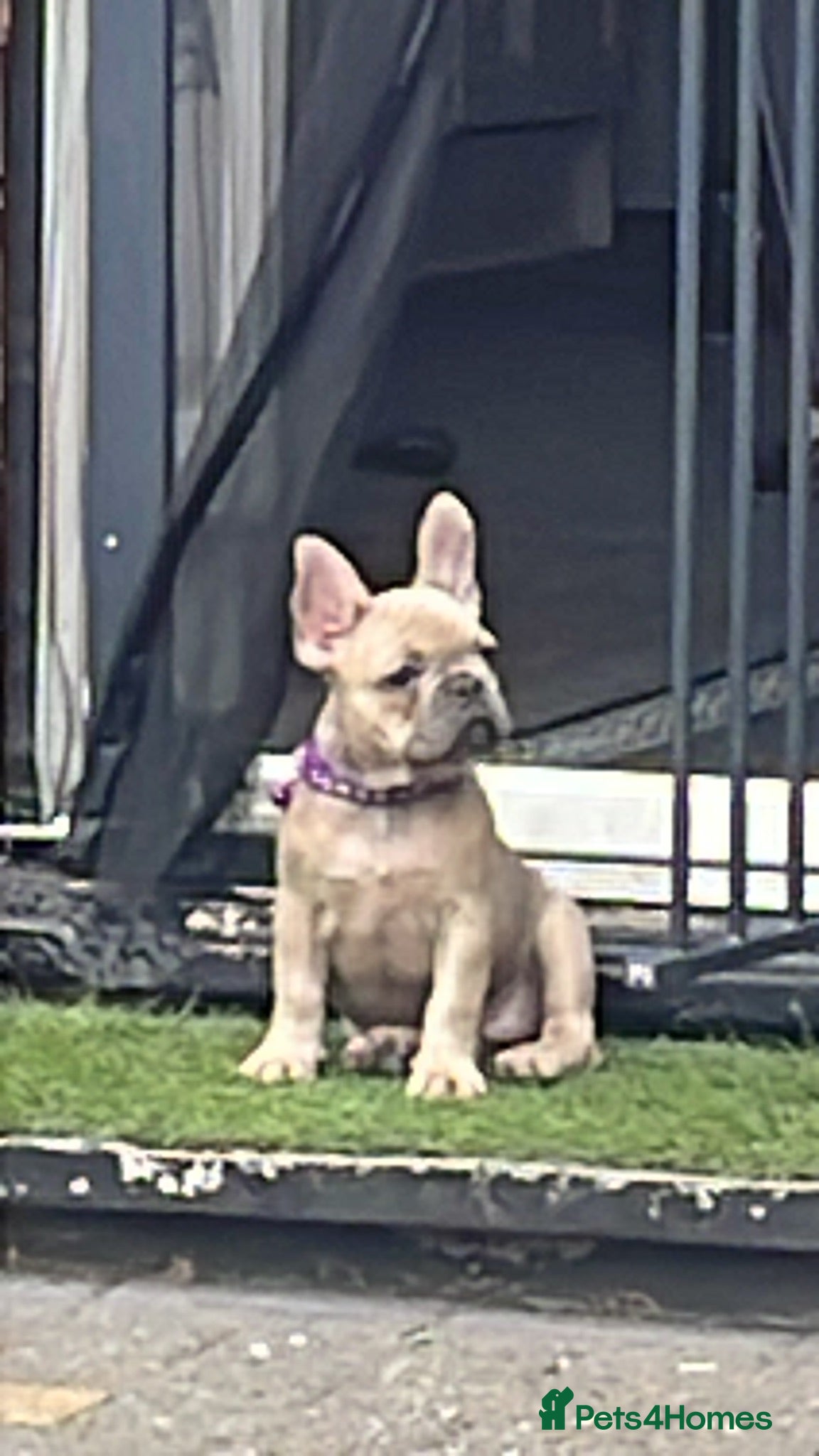 French Bulldog dogs Beautiful female French bulldog  - Advert 1