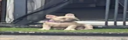 French Bulldog dogs for sale: Beautiful female French bulldog  - Advert 1