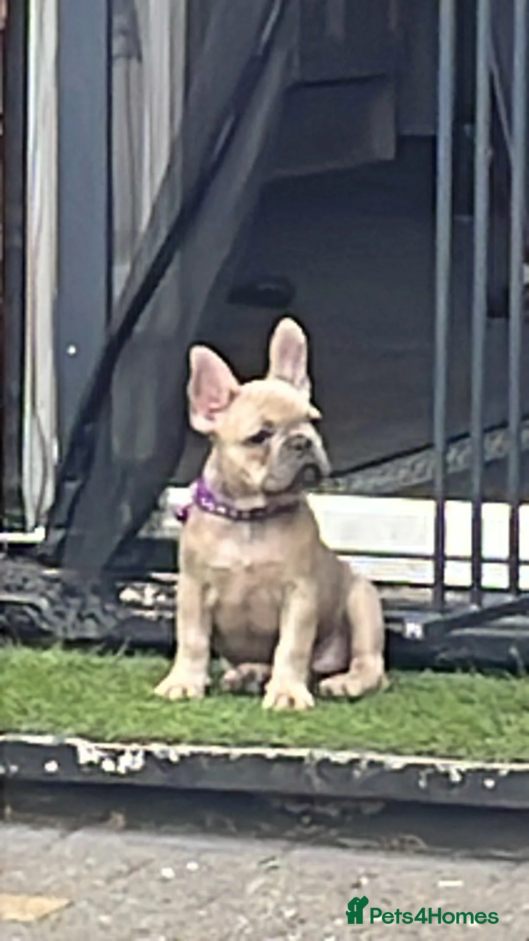 French Bulldog dogs for sale: Beautiful female French bulldog  - Advert 1