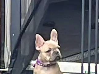 French Bulldog dogs Beautiful female French bulldog - Advert 16