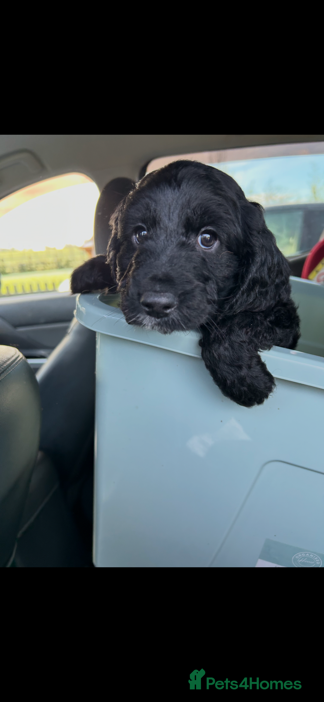 Cockapoo dogs for sale: Cockapoo - Advert 2