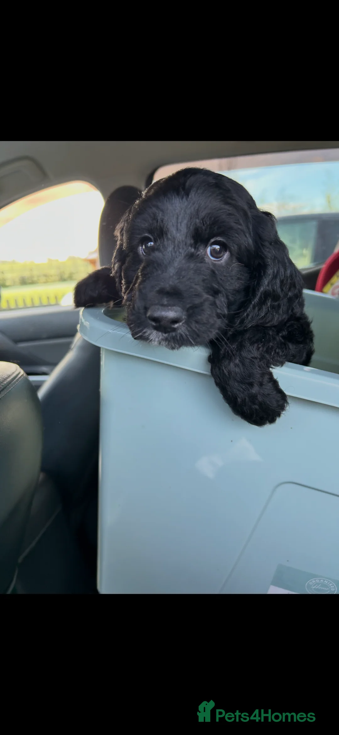 Cockapoo dogs for sale: Cockapoo - Advert 2