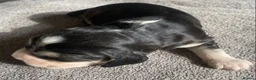 Cocker Spaniel dogs for sale: Show Type Cocker Spaniel Puppies - Advert 32