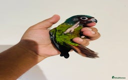 Conures birds for sale: Hand reared Emma’s, roseifrons, pearly conure - Image 7