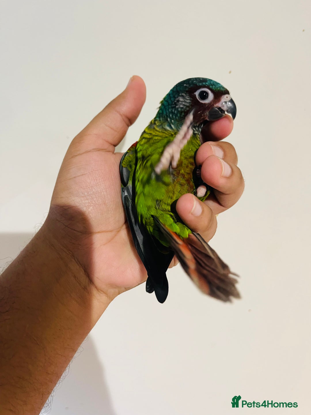 Conures birds for sale: Hand reared Emma’s, roseifrons, pearly conure - Image 7