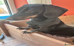 Miniature Dachshund dogs for sale: Miniature Dachshund - 1 Black and tan girl left - Image 23