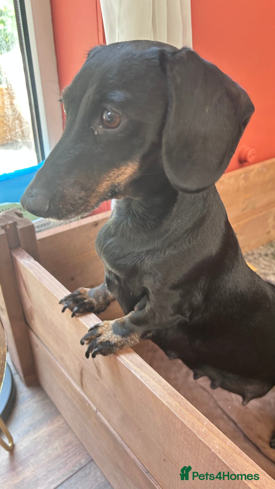 Miniature Dachshund dogs for sale: Miniature Dachshund - 1 Black and tan girl left - Image 23