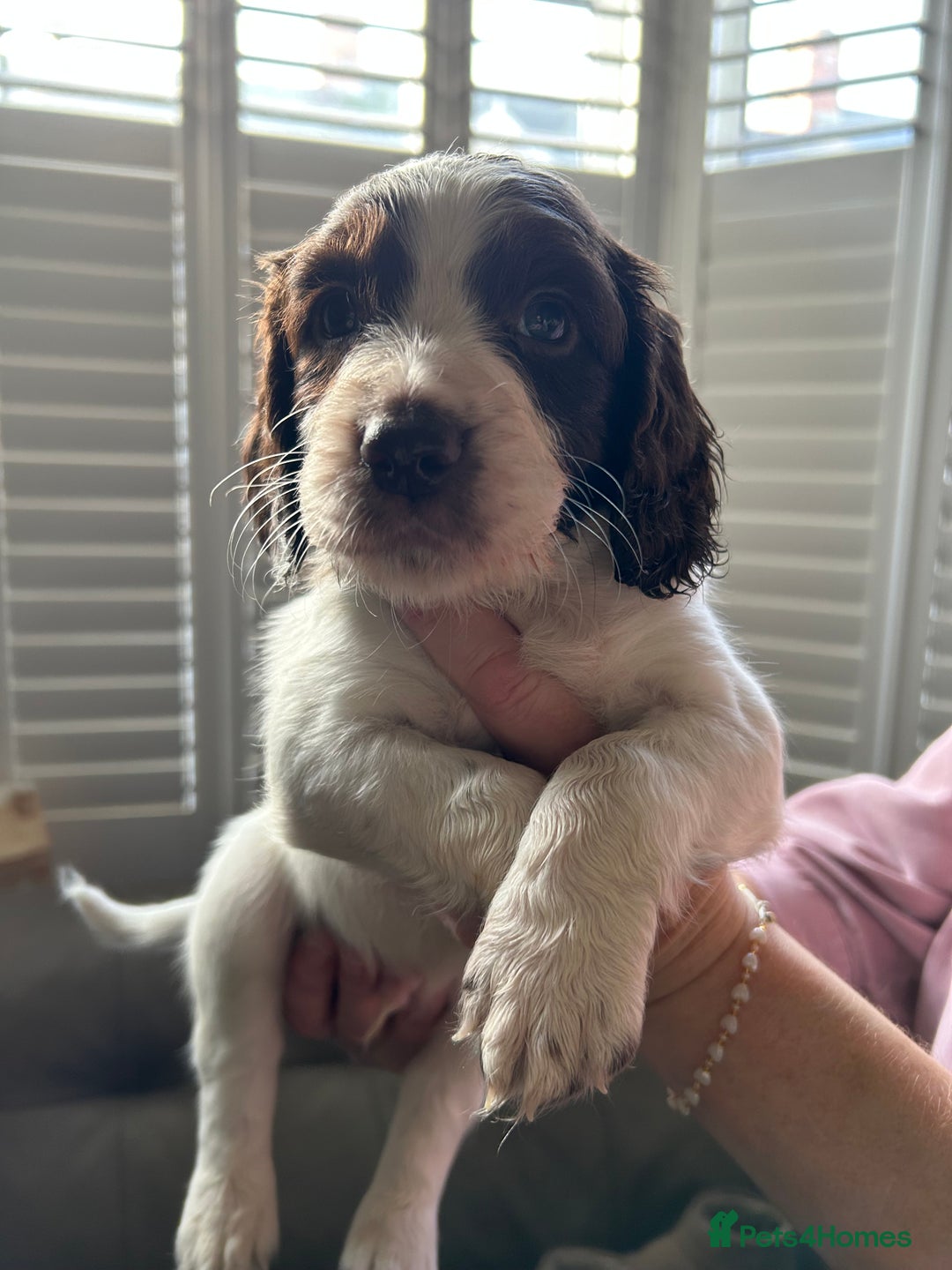 Sprocker dogs for sale: Sprocker puppies - Advert 5