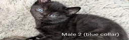 Russian Blue cats for sale: Adorable Russian Blue cross kittens - Advert 17
