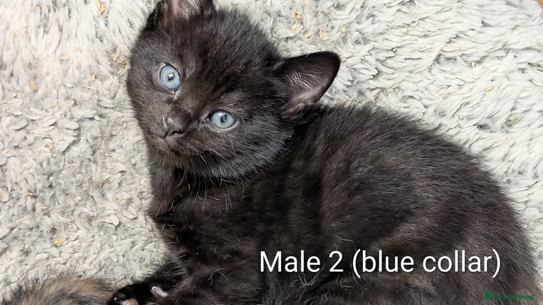 Russian Blue cats for sale: Adorable Russian Blue cross kittens - Advert 17
