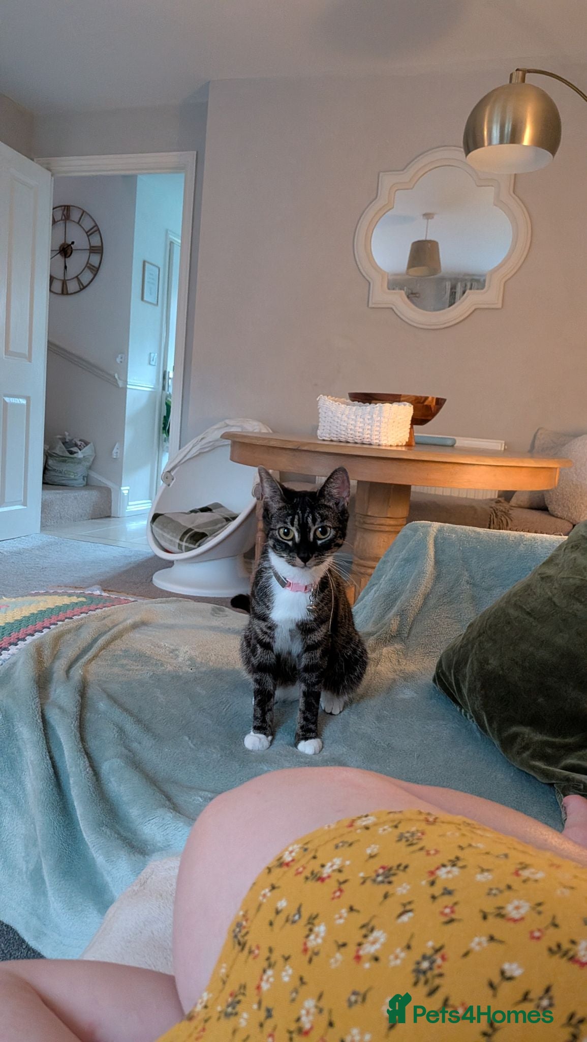 Mixed Breed cats Beautiful female cat  - Advert 1