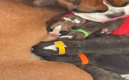 Boxer dogs for sale: Beautiful boxer puppies available  - Image 5