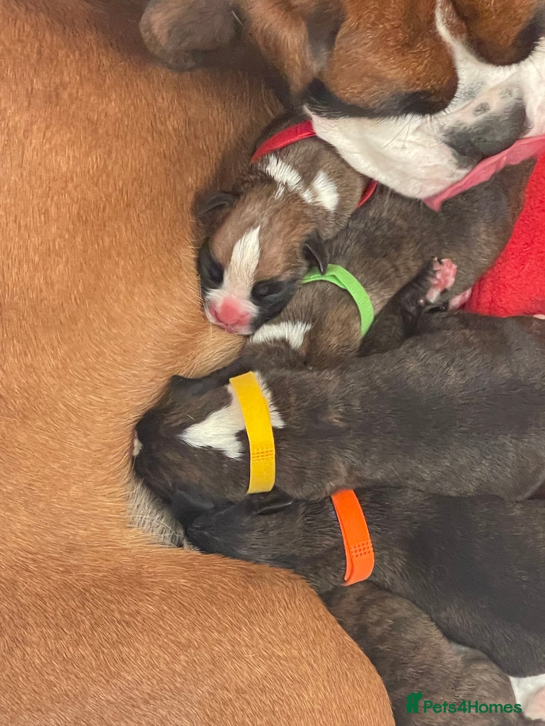 Boxer dogs for sale: Beautiful boxer puppies available  - Image 5