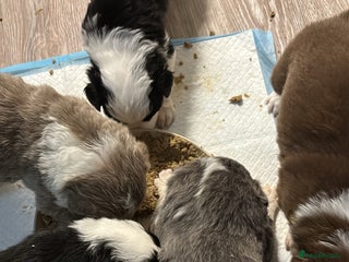 Border Collie dogs 4 border collie puppies - Advert 1