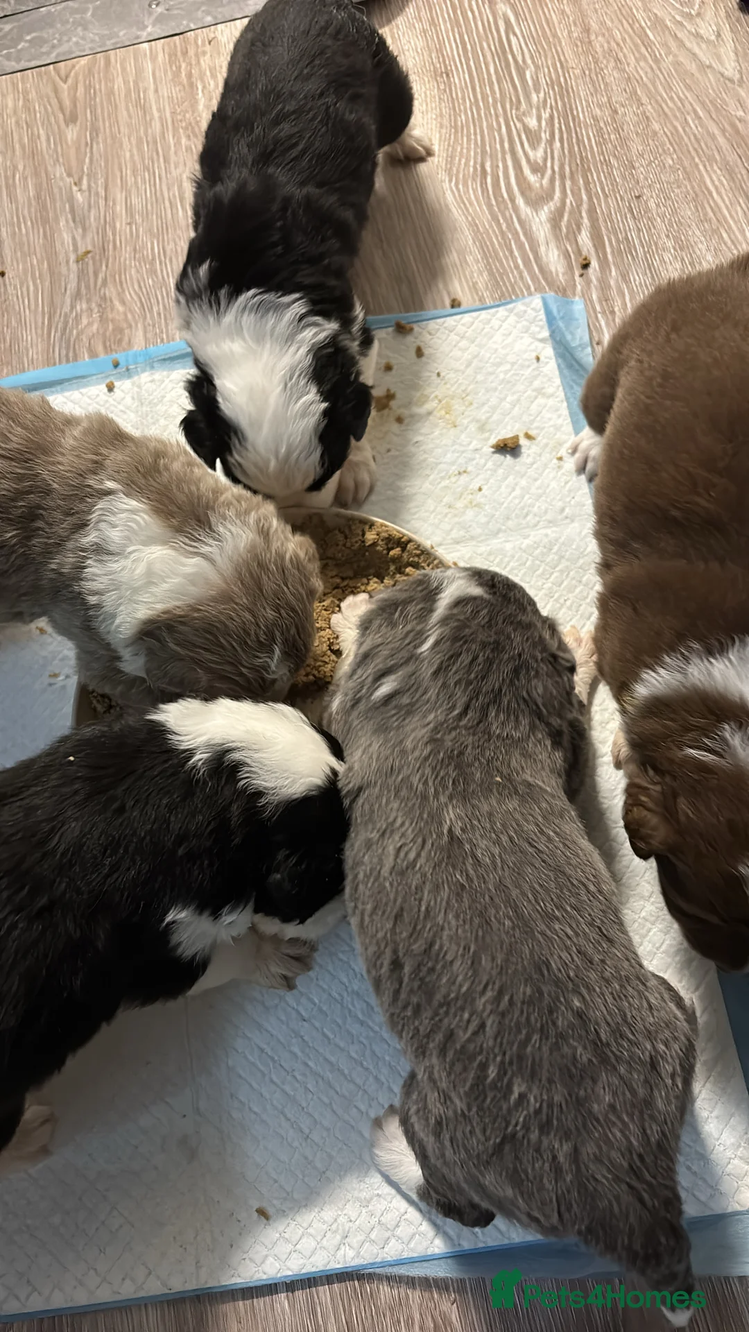 Border Collie dogs for sale: 4 border collie puppies - Advert 2