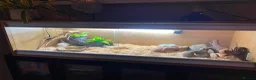 Snake reptiles for sale: 2 year old Hognose snake - Advert 3
