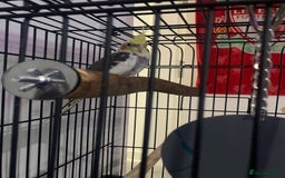 Cockatiels birds for sale: Cockatiel  - Image 2