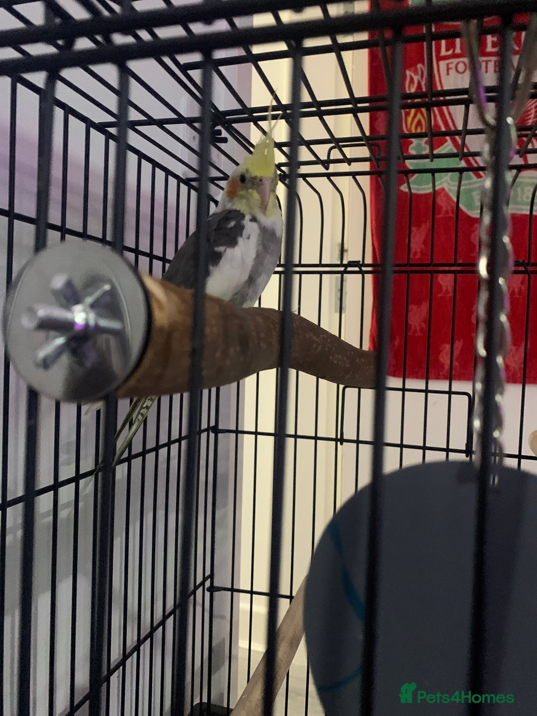 Cockatiels birds for sale: Cockatiel  - Image 2