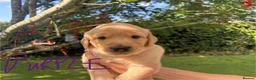 Goldador dogs for sale: Golden Retriever Labrador Puppies - Advert 11