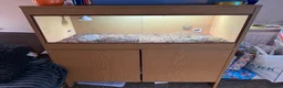 Hermann Tortoise reptiles for sale: Herman tortoise  in Braintree - Advert 6