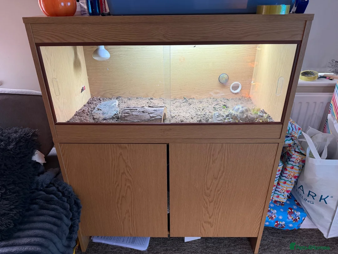Hermann Tortoise reptiles for sale: Herman tortoise  in Braintree - Advert 6