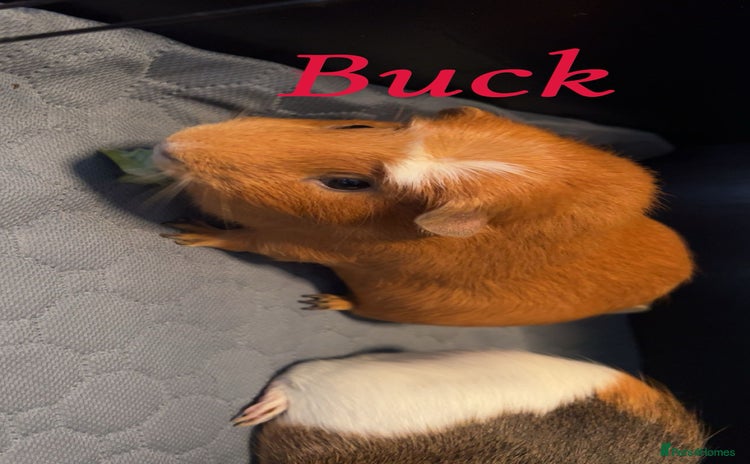 Guinea Pig rodents for sale - Advert 1