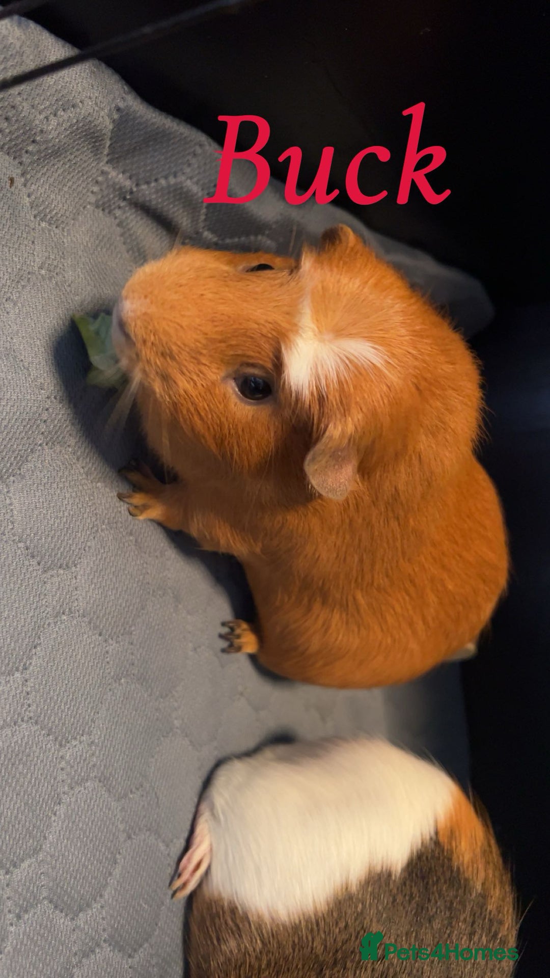 Guinea Pig rodents for sale: 2 male guinea pigs - Image 1