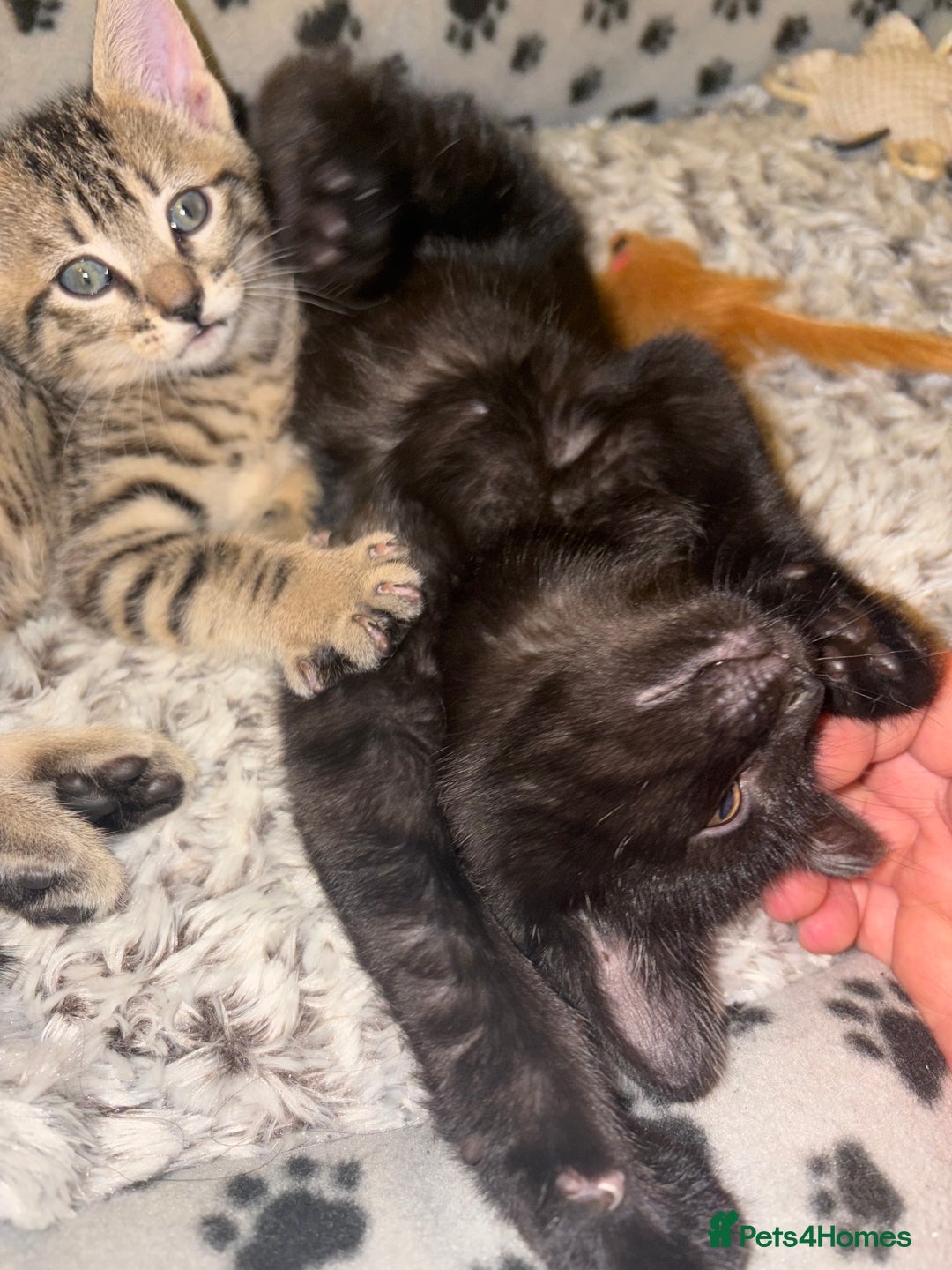Mixed Breed cats for sale: 4 beautiful kittens  - Image 15