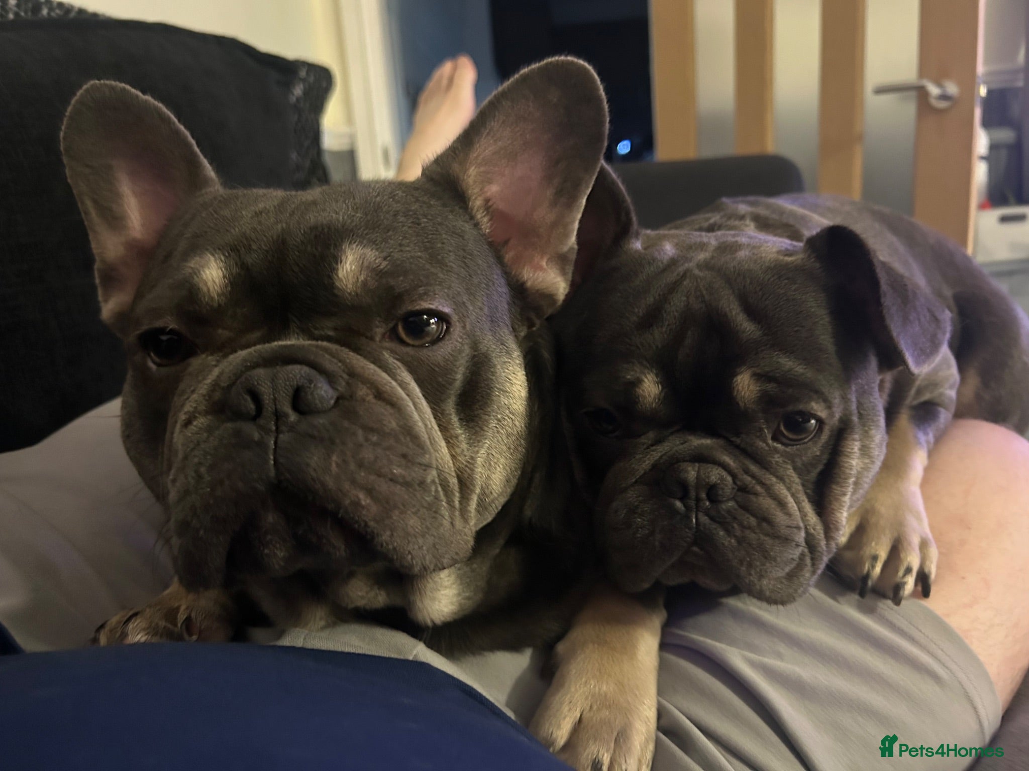 French Bulldog dogs Hugo & Stanley Frenchie Brothers - Advert 2