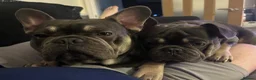 French Bulldog dogs for sale: Hugo & Stanley Frenchie Brothers - Advert 1