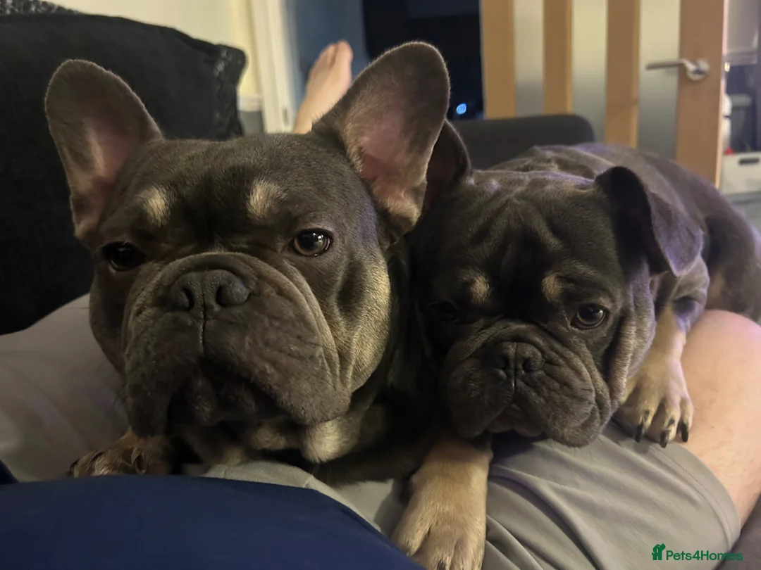 French Bulldog dogs for sale: Hugo & Stanley Frenchie Brothers - Advert 1