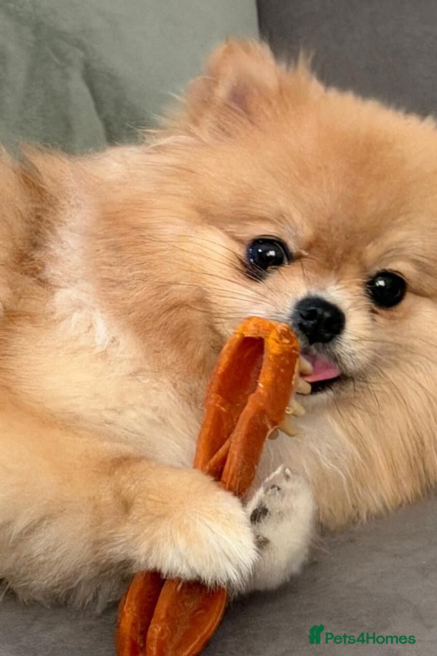 Pomeranian dogs Pomeranian • Female • 1 year 10 months • spayed - Advert 2