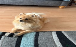 Pomeranian dogs for sale: Pomeranian 11 months  - Image 1