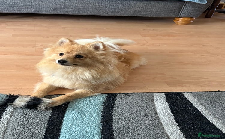 Pomeranian dogs - Advert 1