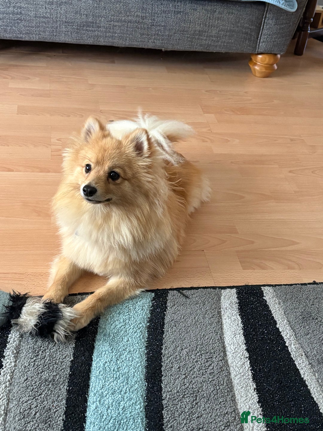 Pomeranian dogs for sale: Pomeranian 11 months  - Image 1