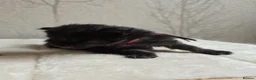 Maine Coon cats for sale: Maine Coon Kittens Russian/European lines - Advert 19