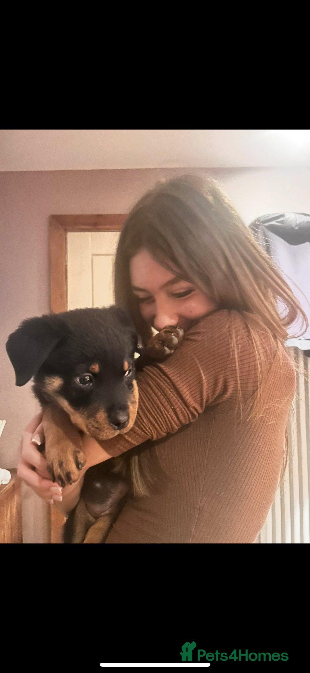 Rottweiler dogs for sale: Loki, Male 8 month rottweiler - Image 8